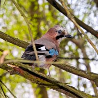 Сойка :: Laryan1 