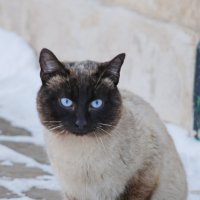 кот :: Роман Шаров