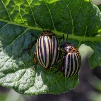 "Американские диверсанты." :: Лилия *