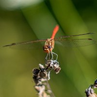 стрекозка :: Александр Леонов
