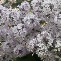 Ищу я «счастье» в лепестках сирени... :: Наталия Павлова