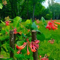 Жимолость зацвела :: Галина Бобкина