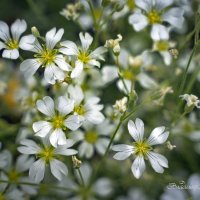 "Простенькие аккуратные цветочки"© :: Владимир Макаров "Простенькие аккуратные цветочки"© :: Владимир Макаров