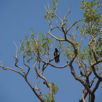 ворона в древесной раме :: sv.kaschuk ворона в древесной раме :: sv.kaschuk
