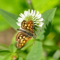 опять про бабочек   2 :: Александр Прокудин