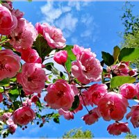 Красота на фоне неба. :: Лия ☼ Красота на фоне неба. :: Лия ☼