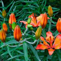 Оранжевые лилии на городской клумбе. :: Милешкин Владимир Алексеевич Оранжевые лилии на городской клумбе. :: Милешкин Владимир Алексеевич