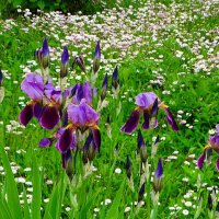 Цветочная поляна. :: Милешкин Владимир Алексеевич 