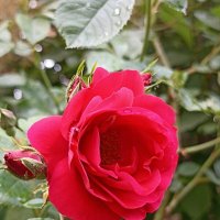 Как хороши, как свежи были розы... :: Pippa Как хороши, как свежи были розы... :: Pippa