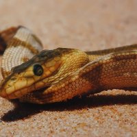 Морская змея :: Ольга Морская змея :: Ольга