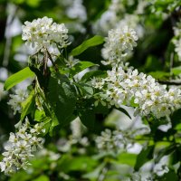 *** :: Виктор Иванович Чернюк