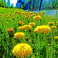 Июнь... Цветут одуванчики! :: Владимир 