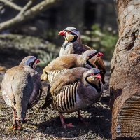 Кеклик :: SanSan 