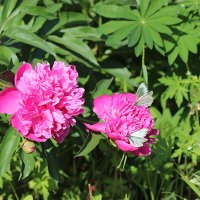 Цветение пионов :: Любовь Сахарова