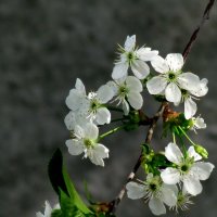 Весна :: Роман Савоцкий