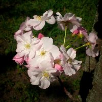 Весна :: Роман Савоцкий