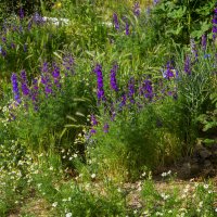 Заросли :: Анатолий Чикчирный