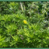 Зелёное раздолье :: Анатолий Чикчирный Зелёное раздолье :: Анатолий Чикчирный