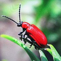 Жук пожарник :: Людмила Смородинская