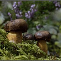 Поддубник :: Aleksandr Gal