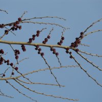 так начинался апрель :: Елена Шаламова