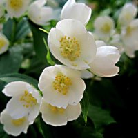 Жасмин :: Елена Семигина