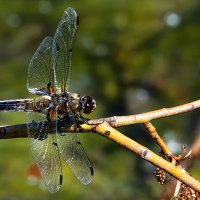 *** :: Владимир Безбородов