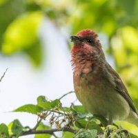 Чечевица. :: Владимир Безбородов Чечевица. :: Владимир Безбородов