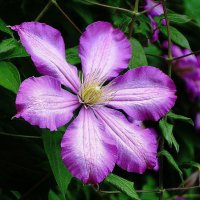 Клематис :: Рита Симонова