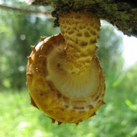 Чешуйчатка :: Anna Ivanova