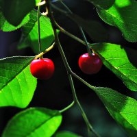 Кислые, но симпатичные :: Юрий Гайворонскiий