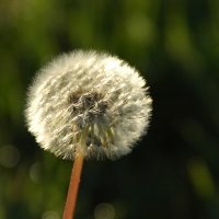 ... :: Елена Пономарева