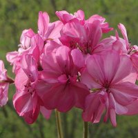 Герань :: Freddy 97