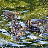 Учеба добывания пищи. :: Анатолий Анищик Учеба добывания пищи. :: Анатолий Анищик