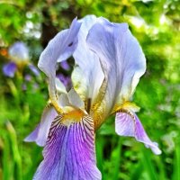 Фантастический красавец! :: veilins veilins