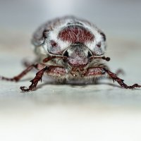May Bug | 3 :: Sergey Sonvar