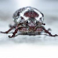 May Bug | 5 :: Sergey Sonvar