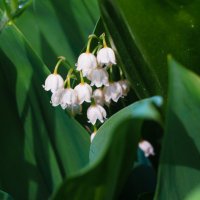 Светлого мая привет! :: Сергей Ц