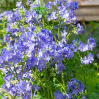 Вся природа смеётся цветами! :: Анастасия Логинова