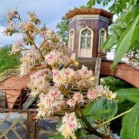 Каштан :: Сапсан 