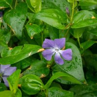 Барвинок... :: Николай Гирш