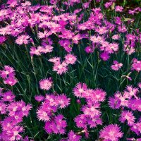 Летние этюды 21 :: Алексей Кузнецов