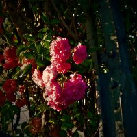 Летние этюды 25 :: Алексей Кузнецов