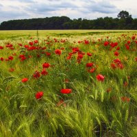 Маки :: Андроник Александр 
