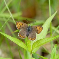 опять про бабочек 7 :: Александр Прокудин опять про бабочек 7 :: Александр Прокудин