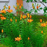 Городские цветы :: Милешкин Владимир Алексеевич Городские цветы :: Милешкин Владимир Алексеевич