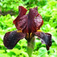 Природная красота цветов. :: Милешкин Владимир Алексеевич 