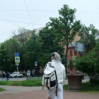 хвостатый :: zavitok *