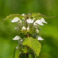 Яснотка белая :: Игорь Сикорский