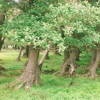 Черная ольха :: Георгиевич 